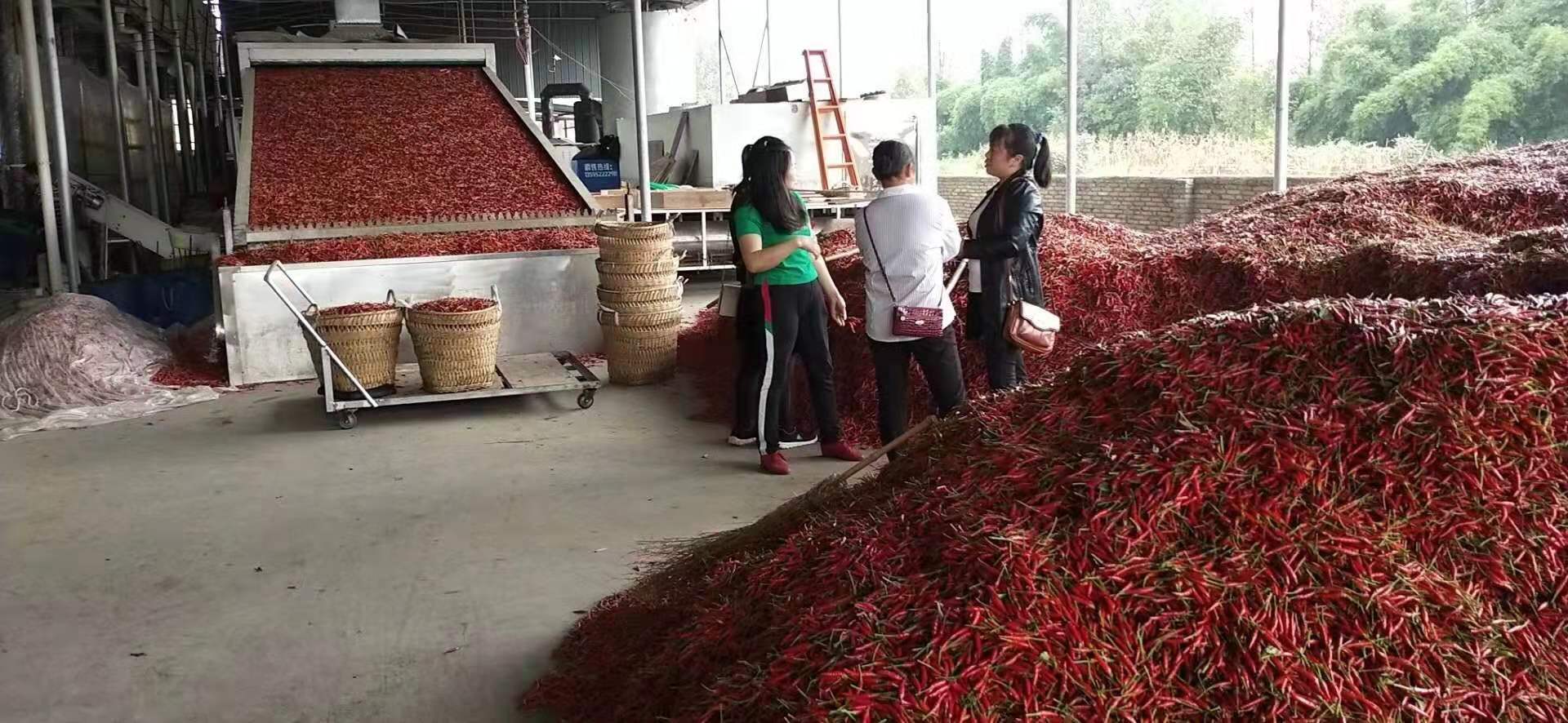 小型辣椒烘干機 小型辣椒烘干機